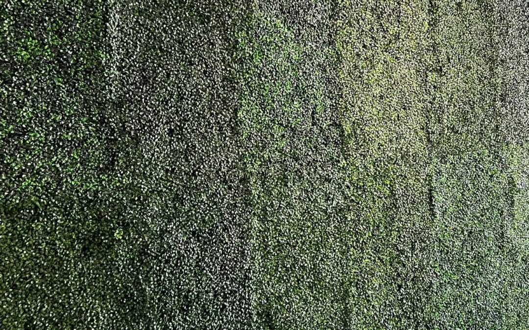 A close view of the foliage panels that make up a green boxwood wall